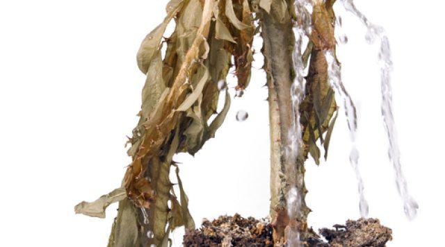 withered flower
