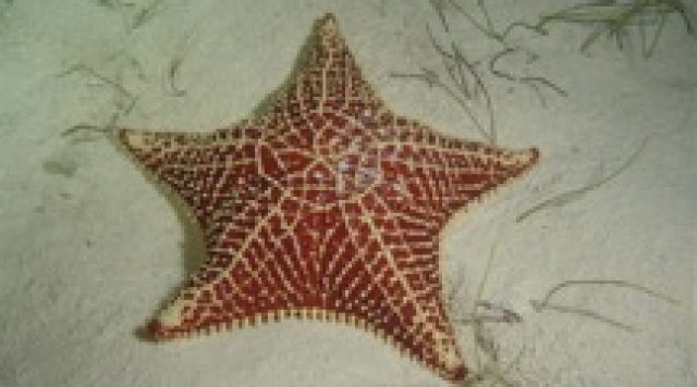 Starfish