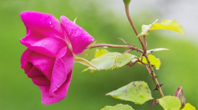 Beautiful pink rose