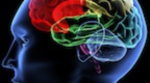 Brain