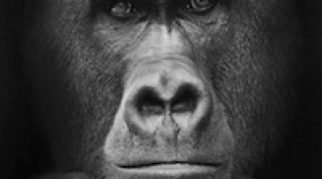 beware the invisible gorilla
