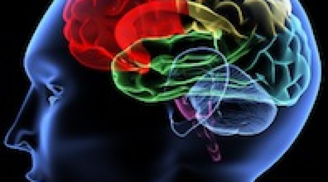 Brain