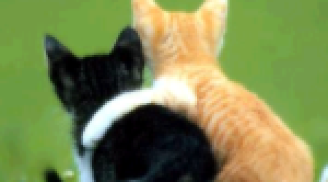 friendship_kittens-150x150-1