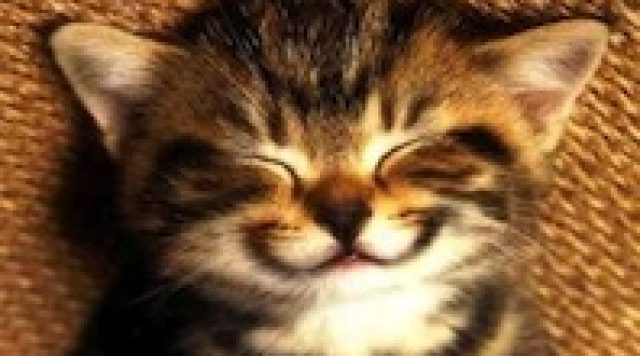 plug for contentment