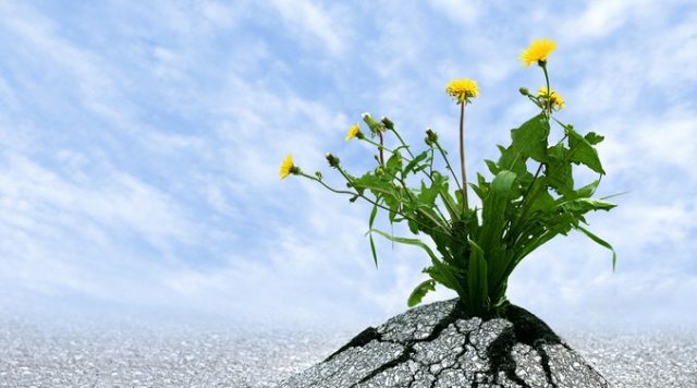 A green plant with small yellow flowers sprouting up and breaking through asphalt